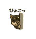 甘えん坊黒柴くん（個別スタンプ：24）