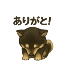 甘えん坊黒柴くん（個別スタンプ：30）