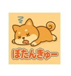 かわいい柴犬の毎日（個別スタンプ：12）