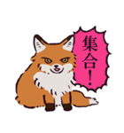 キタキツネです（個別スタンプ：1）