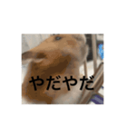 かわいいハムスターと猫（個別スタンプ：2）