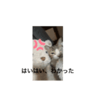 かわいいハムスターと猫（個別スタンプ：5）