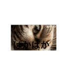 かわいいハムスターと猫（個別スタンプ：6）