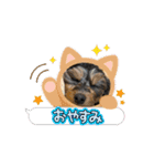 石川家のマロちゃんスタンプ(その7)（個別スタンプ：2）