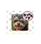 石川家のマロちゃんスタンプ(その7)（個別スタンプ：3）