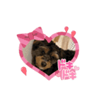石川家のマロちゃんスタンプ(その7)（個別スタンプ：6）