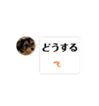 石川家のマロちゃんスタンプ(その7)（個別スタンプ：7）