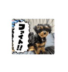 石川家のマロちゃんスタンプ(その7)（個別スタンプ：8）