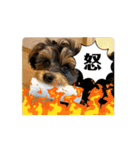 石川家のマロちゃんスタンプ(その7)（個別スタンプ：9）