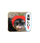 石川家のマロちゃんスタンプ(その7)（個別スタンプ：10）