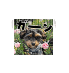 石川家のマロちゃんスタンプ(その7)（個別スタンプ：12）