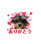 石川家のマロちゃんスタンプ(その7)（個別スタンプ：13）