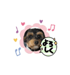 石川家のマロちゃんスタンプ(その7)（個別スタンプ：14）