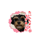 石川家のマロちゃんスタンプ(その7)（個別スタンプ：15）