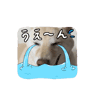KONAちゃん②（個別スタンプ：8）