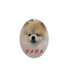 動くこたすた（個別スタンプ：1）