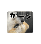 動くこたすた（個別スタンプ：2）