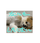 動くこたすた（個別スタンプ：6）