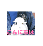 4可愛達の一言メッセージ【小動物たち】（個別スタンプ：2）