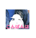 4可愛達の一言メッセージ【小動物たち】（個別スタンプ：3）