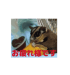 4可愛達の一言メッセージ【小動物たち】（個別スタンプ：5）