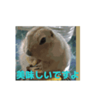 4可愛達の一言メッセージ【小動物たち】（個別スタンプ：9）