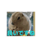 4可愛達の一言メッセージ【小動物たち】（個別スタンプ：10）