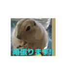 4可愛達の一言メッセージ【小動物たち】（個別スタンプ：12）