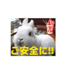 4可愛達の一言メッセージ【小動物たち】（個別スタンプ：13）