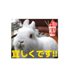 4可愛達の一言メッセージ【小動物たち】（個別スタンプ：14）