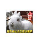 4可愛達の一言メッセージ【小動物たち】（個別スタンプ：16）