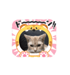 私の相棒は？1（個別スタンプ：1）
