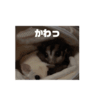 モモンガスタンプver.2（個別スタンプ：1）