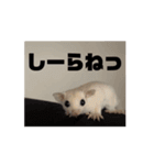 モモンガスタンプver.2（個別スタンプ：3）