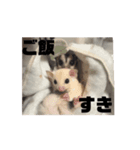 モモンガスタンプver.2（個別スタンプ：4）
