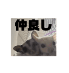 モモンガスタンプver.2（個別スタンプ：7）
