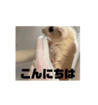 モモンガスタンプver.2（個別スタンプ：12）