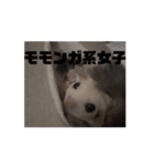 モモンガスタンプver.2（個別スタンプ：16）