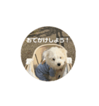 動くおいすけ（個別スタンプ：8）