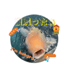 プーチン松田TVメンタル上昇チャンネルK（個別スタンプ：13）