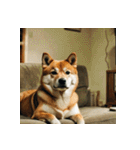 柴犬の日常2（個別スタンプ：9）