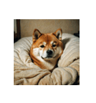 柴犬の日常2（個別スタンプ：24）