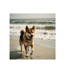 柴犬の日常2（個別スタンプ：31）