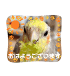 おかめインコ元気君★日常（個別スタンプ：1）