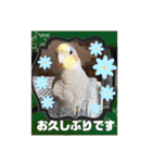 おかめインコ元気君★日常（個別スタンプ：2）