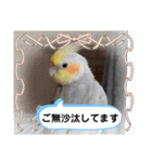 おかめインコ元気君★日常（個別スタンプ：3）