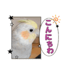 おかめインコ元気君★日常（個別スタンプ：4）