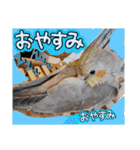 おかめインコ元気君★日常（個別スタンプ：6）