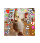 おかめインコ元気君★日常（個別スタンプ：12）