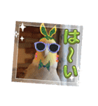おかめインコ元気君★日常（個別スタンプ：17）